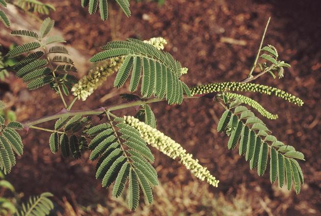 Acacia catechu is a medium-sized thorny tree found in deciduous forests in peninsular India. The hard, dark heartwood is used for 'katha' (catechu) which is used in 'paan', dyes, tanning as well as medicines.(Getty Images/iStockphoto)