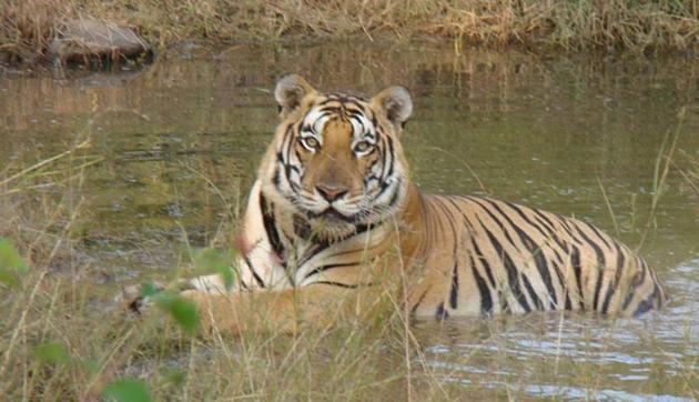 The Corbett Tiger Reserve, located in the northern Indian state of Uttarakhand, epitomizes India's success in saving the endangered Royal Bengal Tiger, the magnificent yellow-and-black striped cat found only in Asia(HT file photo)
