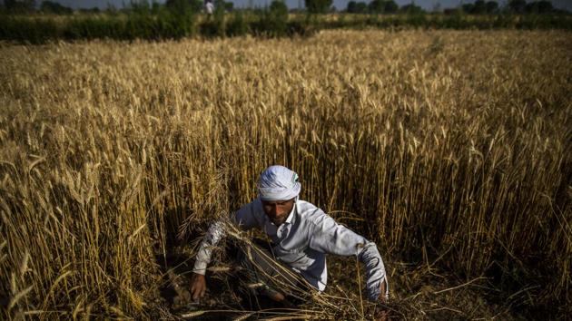 A farmer cuts wheat by hand while a harvesting a field in the Bulandshahr district of Uttar Pradesh, India.(Bloomberg)