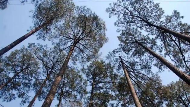 The state forest department is using innovative pine needle check-dam technology in a bid to reduce the forest fire incidents.(HT Photo)