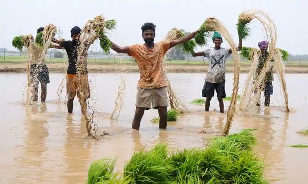 With an increase of Rs 53, the MSP of paddy (common) has been revised from Rs 1,815 to Rs 1,868, while Grade-A paddy will be bought for Rs 1,888 as compared to last year’s Rs 1,835. (Representational Image/HT File) With an increase of Rs 53, the MSP of paddy (common) has been revised from Rs 1,815 to Rs 1,868, while Grade-A paddy will be bought for Rs 1,888 as compared to last year’s Rs 1,835. (Representational Image/HT File)