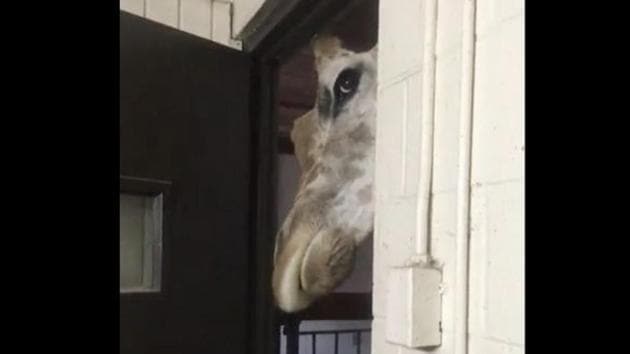 Having been caught red-handed ogling at its dinner and probably feeling ashamed of its action, the animal leaves the frame. (Reddit/@Qweasd12345) Having been caught red-handed ogling at its dinner and probably feeling ashamed of its action, the animal leaves the frame. (Reddit/@Qweasd12345)