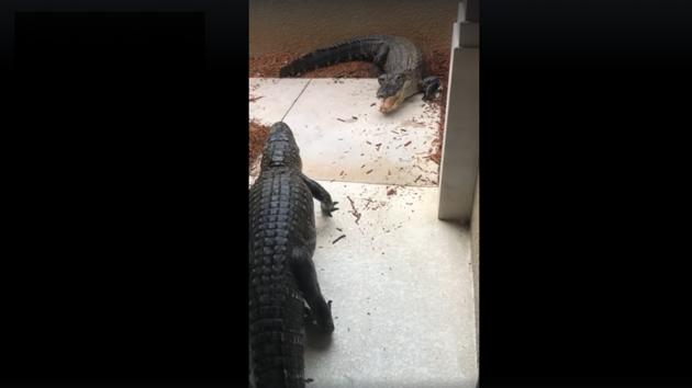 The gators were about 7 feet in length.(Facebook/Susan Geshel)