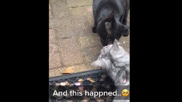 Thanks to Cupid’s arrow both the cats seem to develop a liking for each other. (TikTok/@biencutechats) Thanks to Cupid’s arrow both the cats seem to develop a liking for each other. (TikTok/@biencutechats)