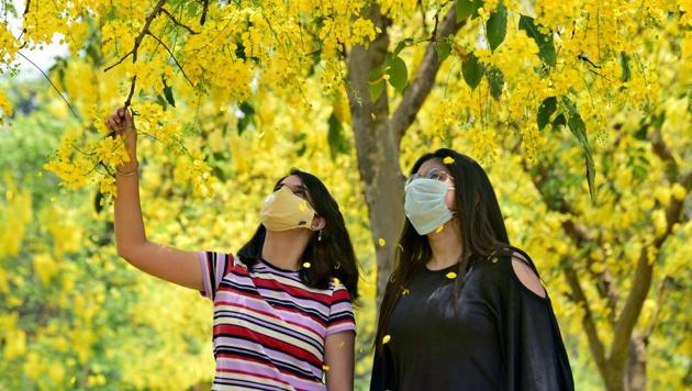 Golden shower: Girls admiring the Amaltas trees on PAU campus in Ludhiana on Monday. (Gurpreet Singh/HT) Golden shower: Girls admiring the Amaltas trees on PAU campus in Ludhiana on Monday. (Gurpreet Singh/HT)