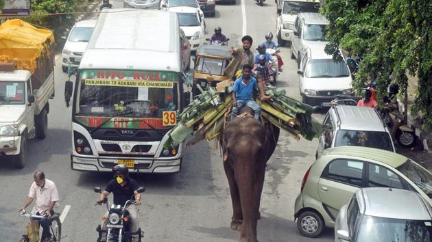 A Mahout guides his elephant to walk on the busy GS Road during the first day of COVID-19 lockdown 5.0, in Guwahati on Monday. (ANI) A Mahout guides his elephant to walk on the busy GS Road during the first day of COVID-19 lockdown 5.0, in Guwahati on Monday. (ANI)