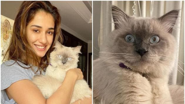 Disha Patani with her cat Keety.