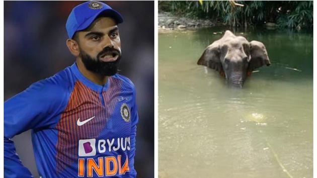 Virat Kohli angry with death of pregnant elephant. (AP/Facebook) Virat Kohli angry with death of pregnant elephant. (AP/Facebook)