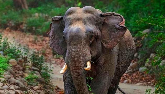 Uttarakhand preps for elephant census, will use drones for first time ...