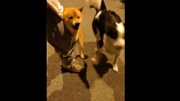 The ‘fearless’ doggo might remind you of your school days. (TikTok/@nerodice1) The ‘fearless’ doggo might remind you of your school days. (TikTok/@nerodice1)