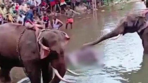 The elephant had died on May 27 after she ate the pineapple stuffed with crackers and forest officials said that it died standing in river Velliyar after it suffered an injury in its lower jaw. (ANI Photo) The elephant had died on May 27 after she ate the pineapple stuffed with crackers and forest officials said that it died standing in river Velliyar after it suffered an injury in its lower jaw. (ANI Photo)