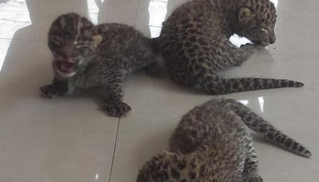 One week old leopard cubs rescued from a sugar field in Bijnor. (representational image)(Twitter)