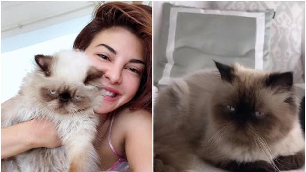 Jacqueline Fernandez and her pet named Yoda.