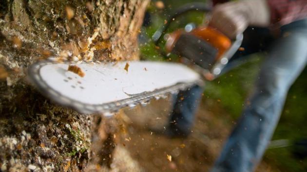 The forest department gives permission to fell trees after every five years as per silvicultural practices. (Getty Images/iStockphoto) The forest department gives permission to fell trees after every five years as per silvicultural practices. (Getty Images/iStockphoto)