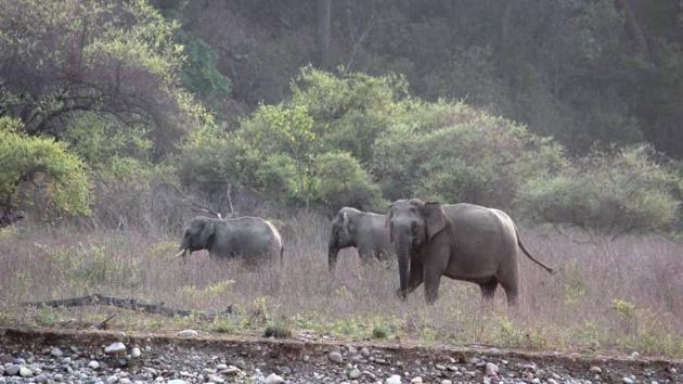 An elephant had died in Rajaji national park after being rescued on May 27. (Representative Photo/HT) An elephant had died in Rajaji national park after being rescued on May 27. (Representative Photo/HT)