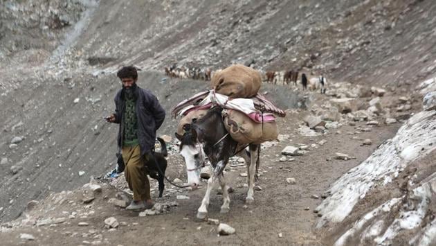A Bakarwal nomad, accompanied by a mule and a trusty Bakharwal guard dog, leads the way as a group make their way from towards alpine meadows for the summer months. (Waseem Andrabi / HT Photo) A Bakarwal nomad, accompanied by a mule and a trusty Bakharwal guard dog, leads the way as a group make their way from towards alpine meadows for the summer months. (Waseem Andrabi / HT Photo)