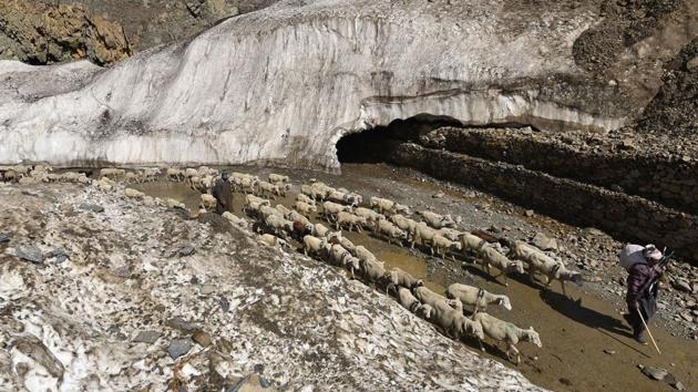 A Bakarwal herd passes a glacier. Environmental changes and the region’s conflict have brought down the number of grazing grounds the community has access to. Despite this, the overwhelming majority have stuck to their traditional vocation. (Waseem Andrabi / HT Photo) A Bakarwal herd passes a glacier. Environmental changes and the region’s conflict have brought down the number of grazing grounds the community has access to. Despite this, the overwhelming majority have stuck to their traditional vocation. (Waseem Andrabi / HT Photo)