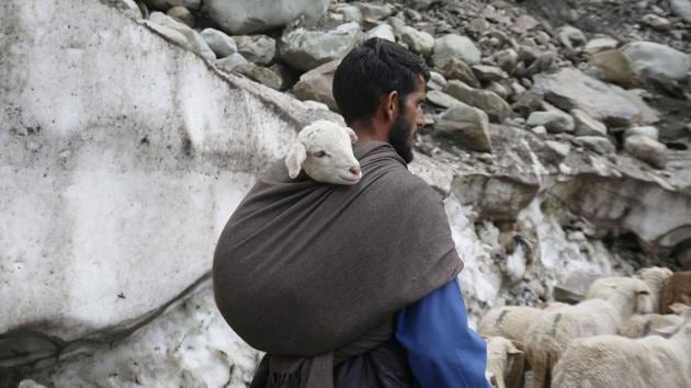 A shepherd carries a lamb in a sling while a group crosses the Peer-Ki-Gali pass in the Pir Panjal mountain range. (Waseem Andrabi / HT Photo) A shepherd carries a lamb in a sling while a group crosses the Peer-Ki-Gali pass in the Pir Panjal mountain range. (Waseem Andrabi / HT Photo)
