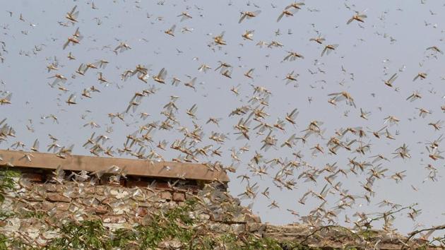 A locust swarms over Bikaner in Rajasthan.(PTI) A locust swarms over Bikaner in Rajasthan.(PTI)