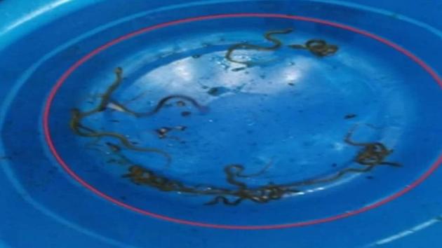 40 baby snakes were found in the AC vent in the farmer’s house.(IANS) 40 baby snakes were found in the AC vent in the farmer’s house.(IANS)