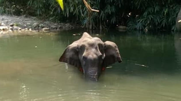 Kerala Chief Minister Pinarayi Vijayan said those who fed a pregnant elephant a pineapple filler with crackers that eventually killed her would be brought to book.(Twitter/@ForestKerala)