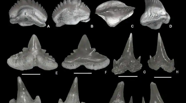 Teeth of Ginglymostoma sokotoense (A-D), Abdounia recticona (A-B), Premontreia (Oxyscyllium) peypouqueti (G-N). Eotorpedo hilgendorfi (O-P), Squatiscyllium nigeriensis (Q-T). Teeth of Ginglymostoma sokotoense (A-D), Abdounia recticona (A-B), Premontreia (Oxyscyllium) peypouqueti (G-N). Eotorpedo hilgendorfi (O-P), Squatiscyllium nigeriensis (Q-T).