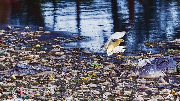 An egret settles on a pile of floating garbage at Lake Ulsoor in Bengaluru on Thursday.(PTI)