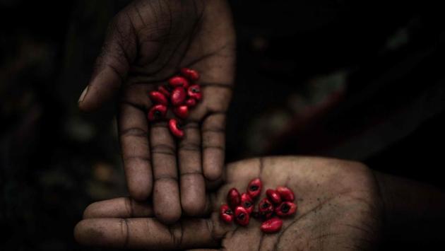 A picker shows berries that he’s picked in the equatorial forest in Bayanga. (Florent Vergnes / AFP) A picker shows berries that he’s picked in the equatorial forest in Bayanga. (Florent Vergnes / AFP)
