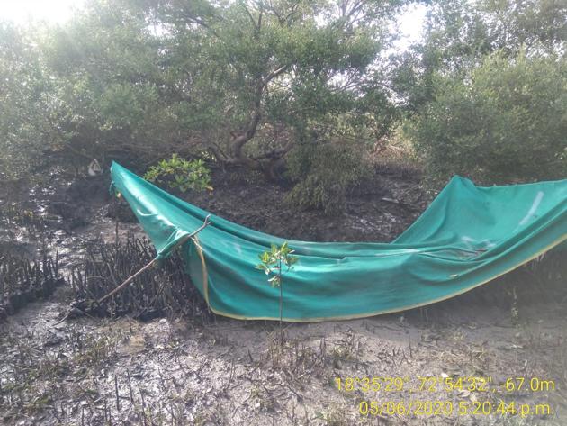 Phansad Wildlife Sanctuary recorded more than 200 tree falls when the cyclone made landfall in Raigad district. (HT Photo) Phansad Wildlife Sanctuary recorded more than 200 tree falls when the cyclone made landfall in Raigad district. (HT Photo)