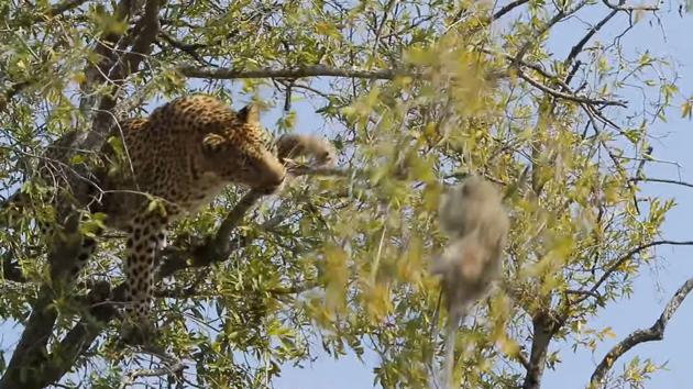 The leopard tries to catch the monkey hanging on the branch.(YouTube/RangerDiaries.com)