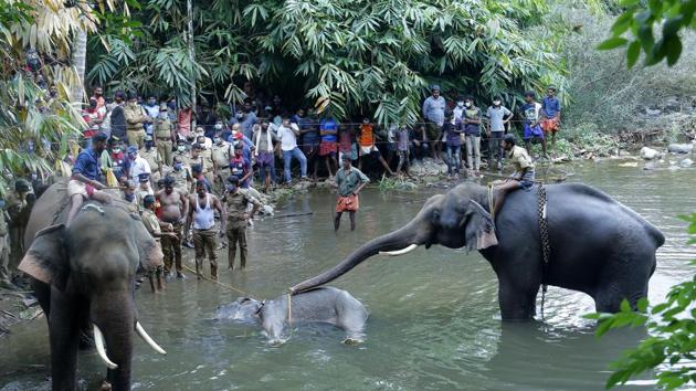 Elephants pulling a 15-year-old pregnant wild elephant who died after suffering injuries, in Velliyar River, Palakkad district of Kerala state on May 27.(AP)