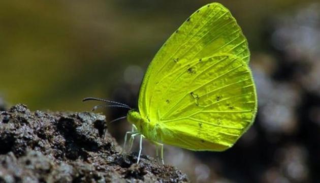 The Tropical Indian Fritillary and Indian Jezebel are both migratory species that prefer milder weather and are common in the Western and Eastern Himalayas while the Common Mime prefers a moist habitat. (Photo / Hindustan Times) The Tropical Indian Fritillary and Indian Jezebel are both migratory species that prefer milder weather and are common in the Western and Eastern Himalayas while the Common Mime prefers a moist habitat. (Photo / Hindustan Times)