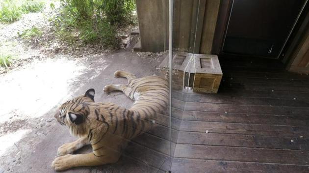 The 30-year-old man jumped from the compound wall at the rear side of Siddharth zoo and managed to get to the core area of the big cat’s enclosure, a civic official said.(AP File Photo)