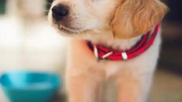 The accused killed the stray puppy even thought his neighbour tried to stop him, police said. (File photo for representation) The accused killed the stray puppy even thought his neighbour tried to stop him, police said. (File photo for representation)