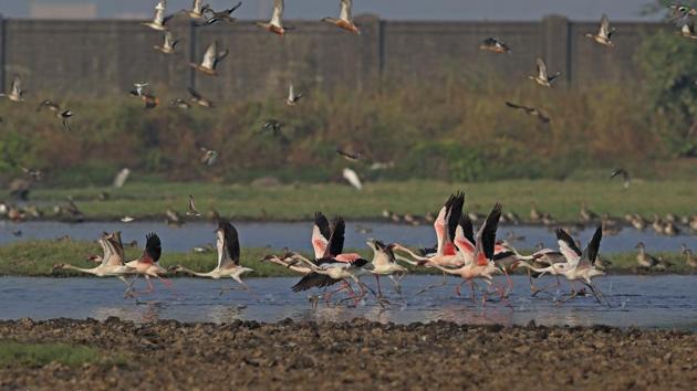 Ornithologist and naturalist Sunjoy Monga said he had received reports of about 1,000 to 1,200 flamingo numbers at Panje.(Aishwarya Sridhar)