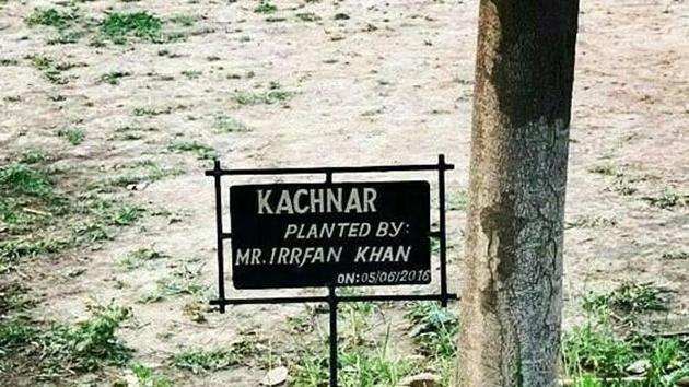 Irrfan planted this Kachnar tree in 2016. Irrfan planted this Kachnar tree in 2016.