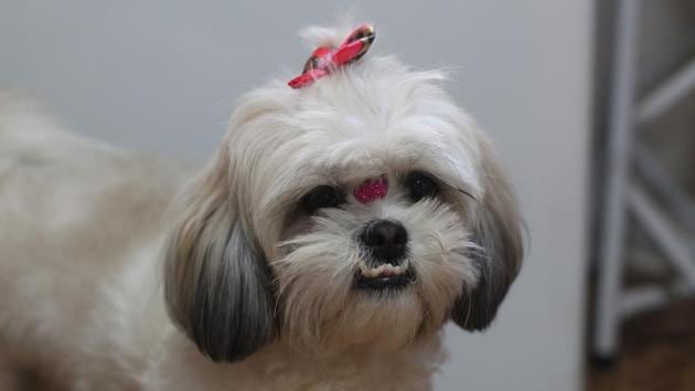 Four pets, including two Shih Tzus, a Golden Retriever and a Lady Pheasant bird are booked on the jet. Four pets, including two Shih Tzus, a Golden Retriever and a Lady Pheasant bird are booked on the jet.