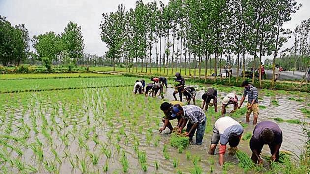 Farmers plant rice seedlings in a field during the paddy-sowing season on the outskirts of Srinagar. Farmers plant rice seedlings in a field during the paddy-sowing season on the outskirts of Srinagar.