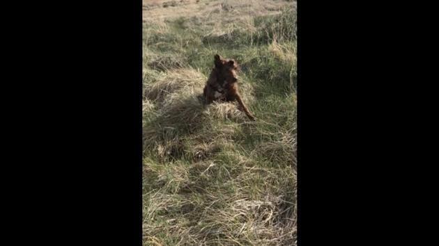 The photo shows a labradoodle running down a hill. (Reddit/@TASERSponge) The photo shows a labradoodle running down a hill. (Reddit/@TASERSponge)