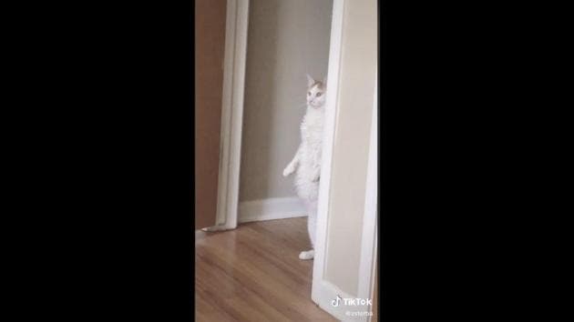 The photo shows a white-and-brown furred feline standing on its hind legs, almost like a human. (Screengrab) The photo shows a white-and-brown furred feline standing on its hind legs, almost like a human. (Screengrab)