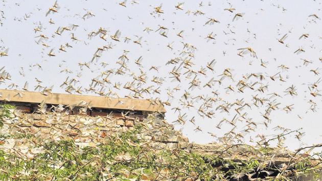 The locust attack is another blow to farmers already reeling under the impact of Covid-19 lockdown.(PTI) The locust attack is another blow to farmers already reeling under the impact of Covid-19 lockdown.(PTI)