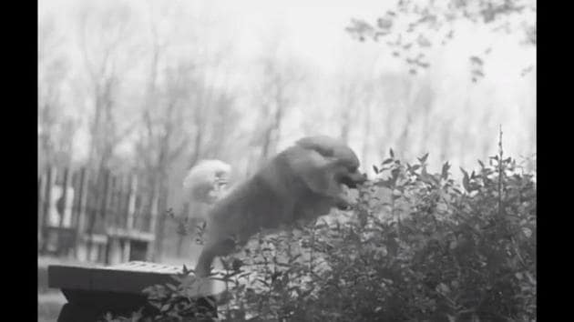 The image shows Kirby, the pom trying to jump over a bush. (Instagram/@dunkinandfriends) The image shows Kirby, the pom trying to jump over a bush. (Instagram/@dunkinandfriends)
