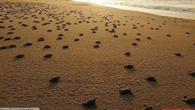 This year, around 4.70 lakh female turtles had turned up to lay eggs between the second and fourth week of March at the idyllic Nasi-2 island of Gahirmatha beach — regarded as the world’s largest nesting ground for endangered Olive Ridley turtles. (SOURCED FROM RAJNAGAR DFO.) This year, around 4.70 lakh female turtles had turned up to lay eggs between the second and fourth week of March at the idyllic Nasi-2 island of Gahirmatha beach — regarded as the world’s largest nesting ground for endangered Olive Ridley turtles. (SOURCED FROM RAJNAGAR DFO.)