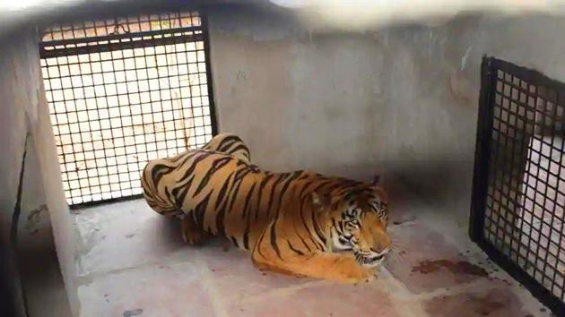 The tiger killed at least two humans back in 2018. (HT Photo) The tiger killed at least two humans back in 2018. (HT Photo)