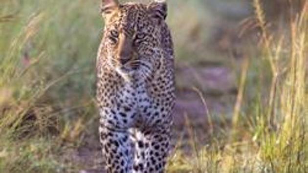 The leopard will be relocated in the deep forests in Kerala. (Representative Photo/Getty Images) The leopard will be relocated in the deep forests in Kerala. (Representative Photo/Getty Images)