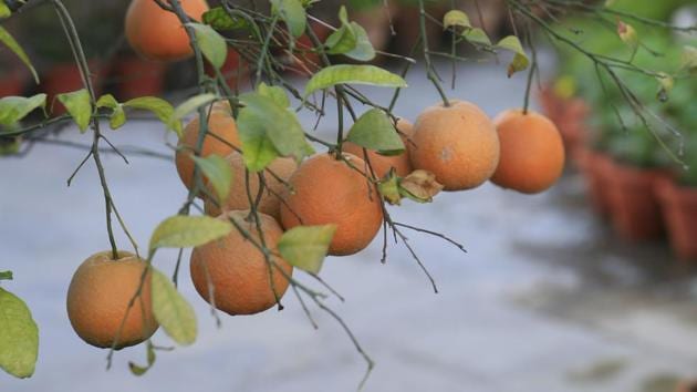 The sublime pleasures of pottering about a terrace garden.(Getty Images)