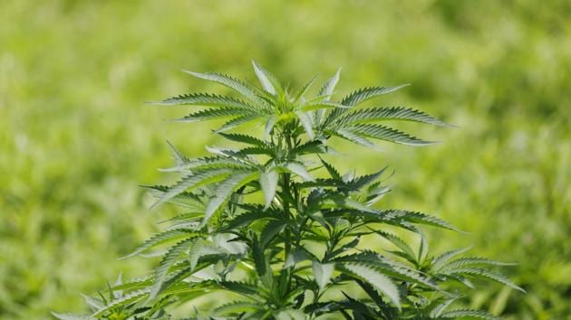 A total of 140.1 kg of cannabis was found on the farm. A total of 173 plants were found on the farm, according to a statement issued by the LCB officials. (Bloomberg/Representative Photo)
