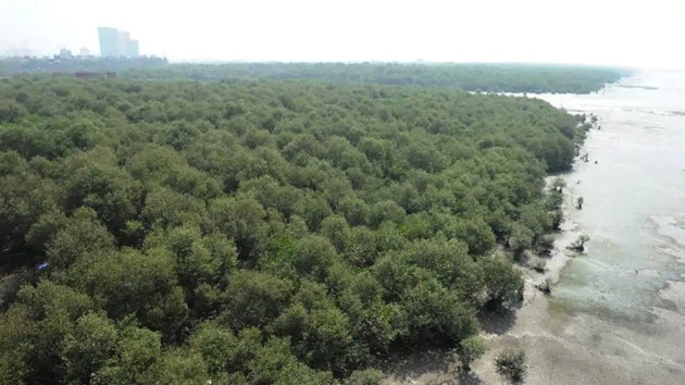 The mangrove ecosystems are vital to storing planet-heating carbon dioxide. They act as buffers protecting coastlines from tropical storms and soil erosion.(HT File Photo)