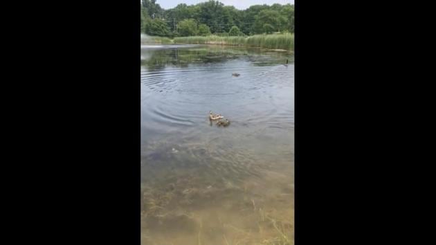 Stella, the duck is seen swimming towards the babies who instantly line-up to follow her suit.(Reddit/@downriverrowing)