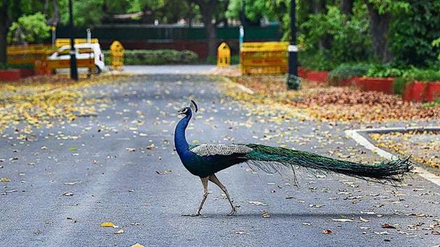 A peacock seen at Sadarjung lane during the lockdown in New Delhi on April 18, 2020.